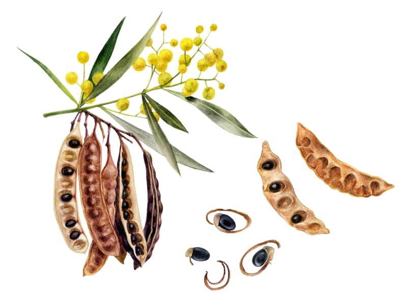 Colour Me Bronze Professional Wattleseed extract Colour Me Bronze Professional Wattleseed extract